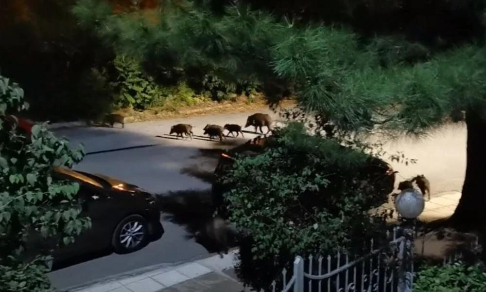 Θεσσαλονίκη: Επιδρομή από 20 αγριογούρουνα στα ανατολικά της πόλης